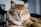 long-furred brown cat with yellow eyes