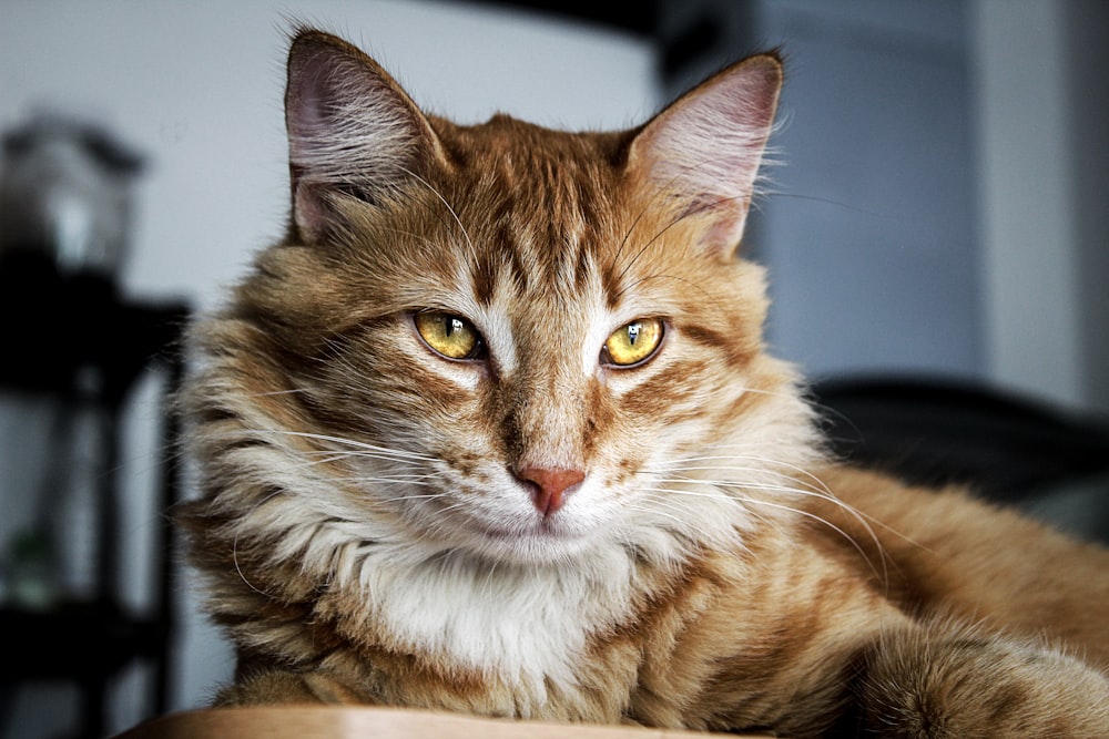 Braune Katze mit langem Fell und gelben Augen