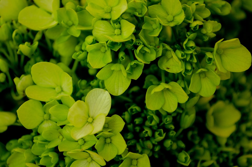 close up photography of green plant