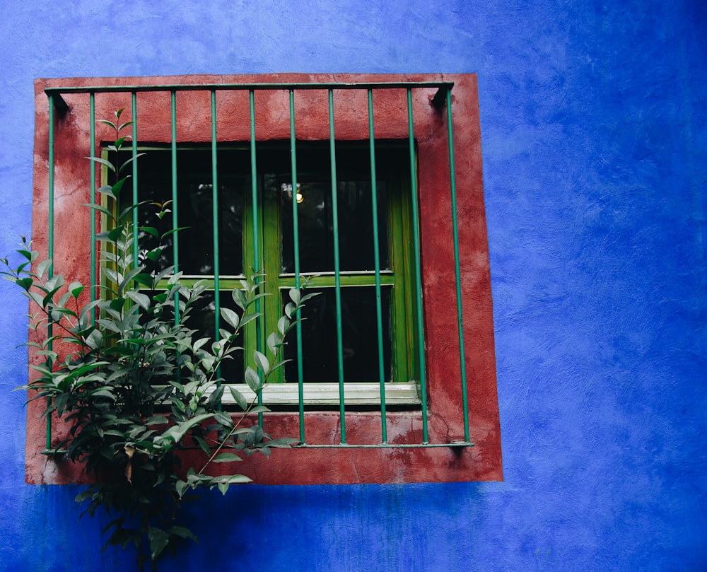 green-leafed plant on window