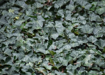 A dense covering of green ivy leaves with a glossy texture. The leaves are heart-shaped and overlap each other, creating a vibrant and lush ground cover.