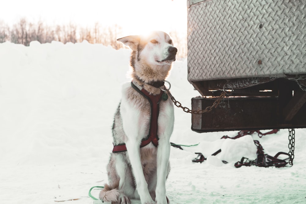 white and gray Siberian Husky tied with metal chain