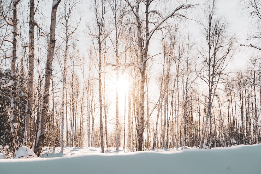 sun piercing through trees