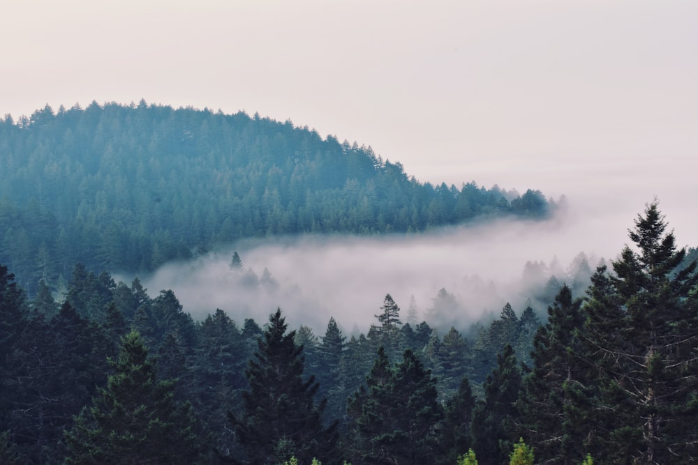 green pine trees