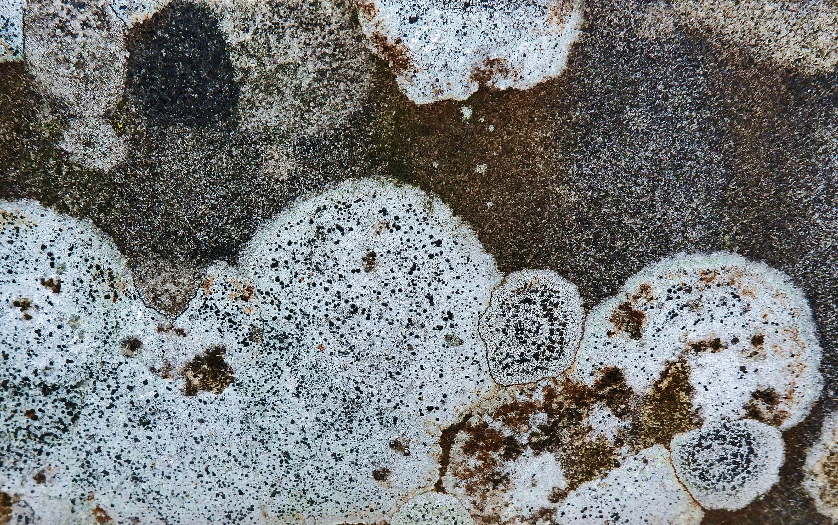 Mold Removal