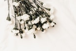white flower on white surface
