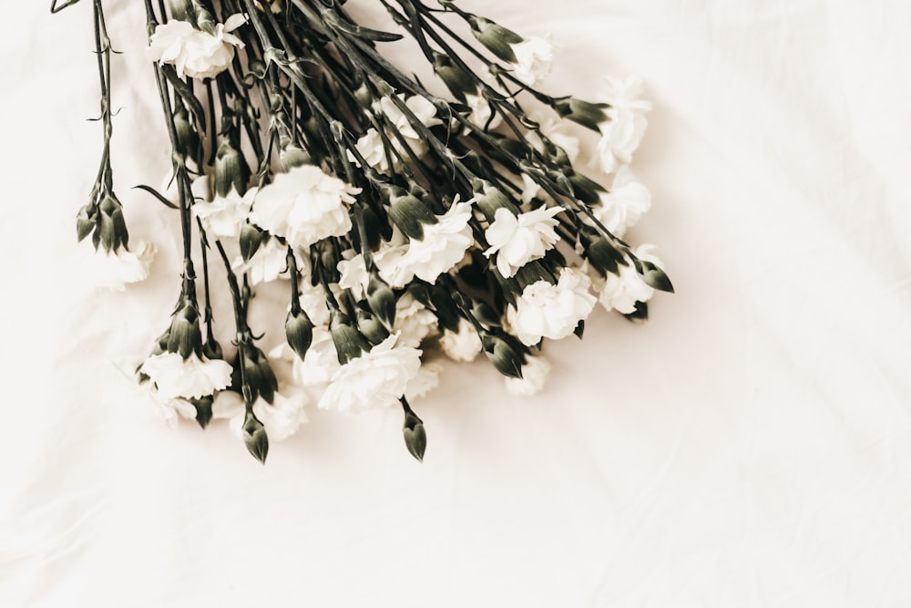 white flower on white surface