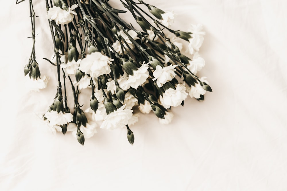 flor blanca sobre superficie blanca