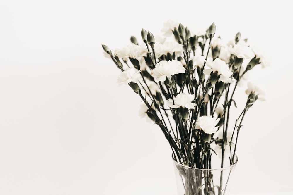 white petaled flowers