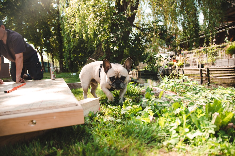 dog on garden