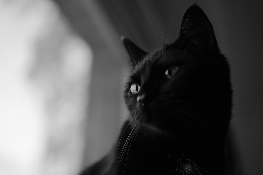 close-up photography of black cat