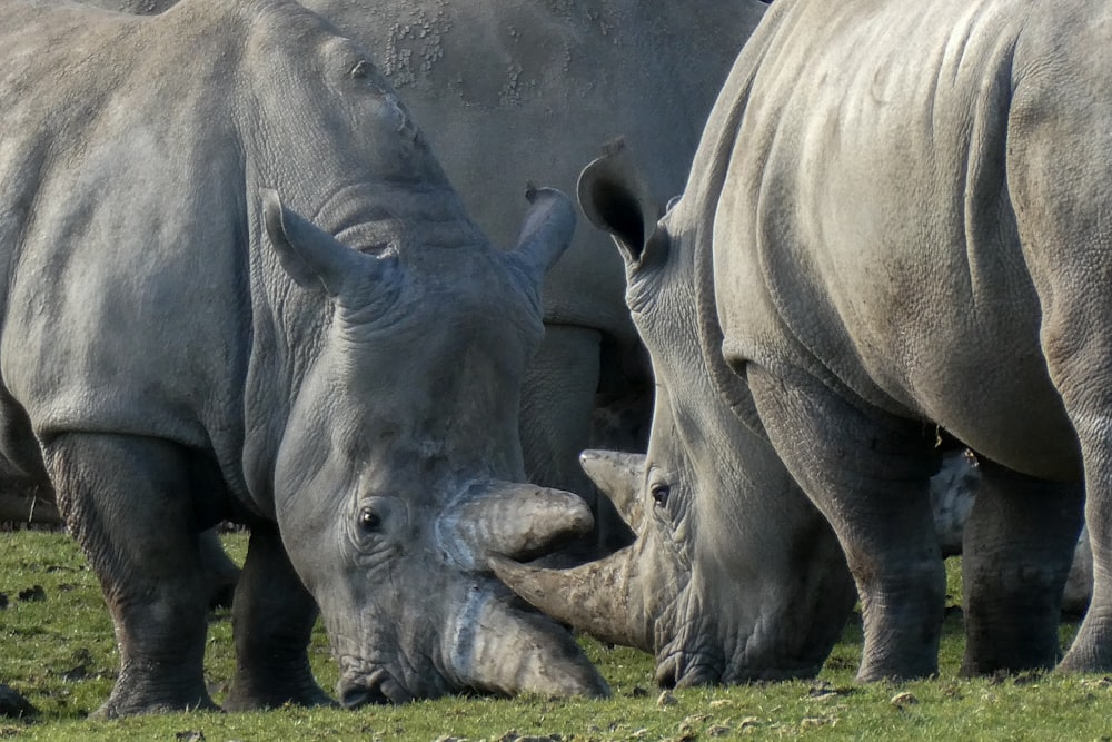 Dos rinocerontes en un campo de hierba