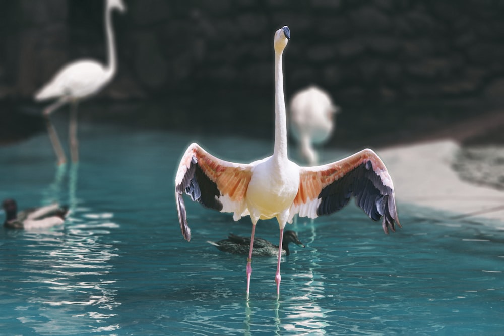 flamingo spreading it's wings standing on body of water