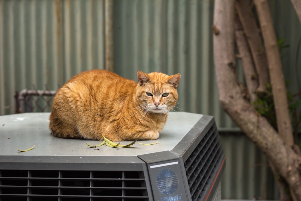 orange tabby cat sitting outdoor