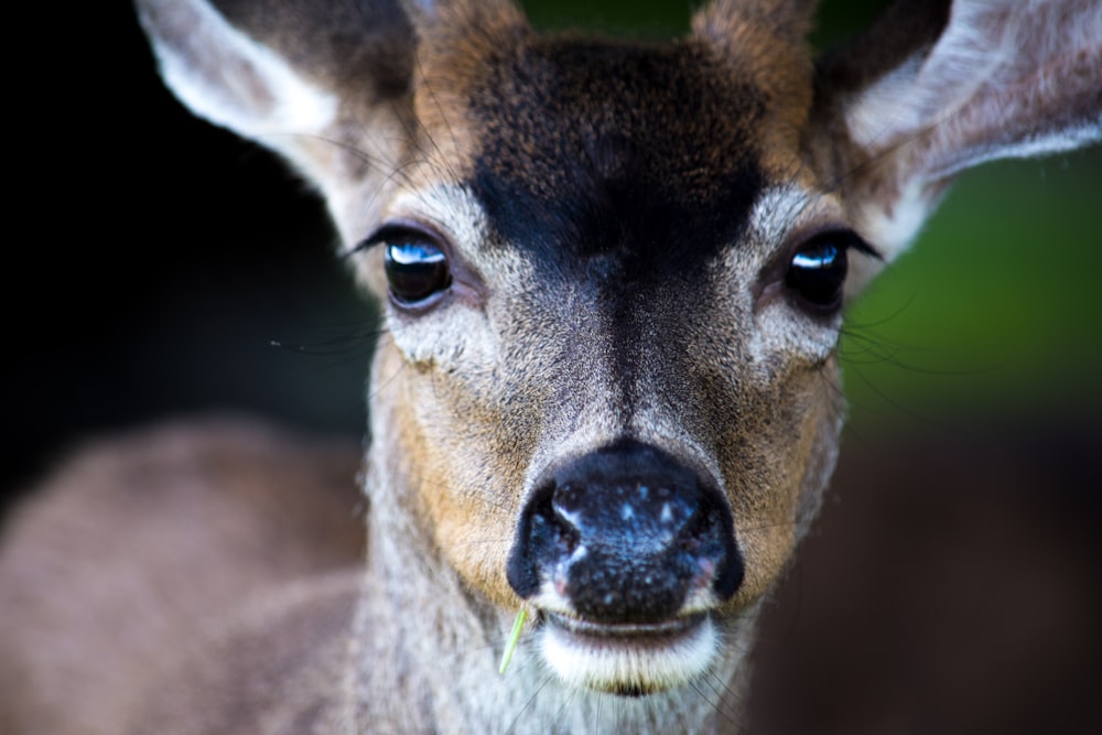 closeup photography of \fawn deer
