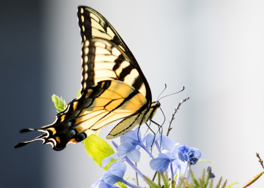 yellow, white, and black butterfly perched on blue-petaled flower