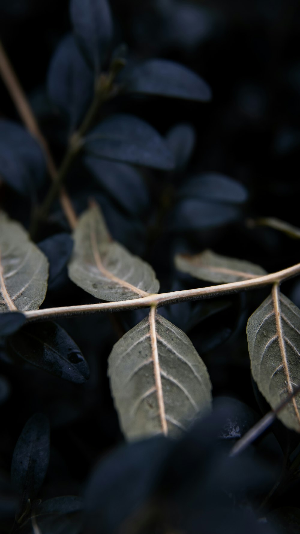 green leaves