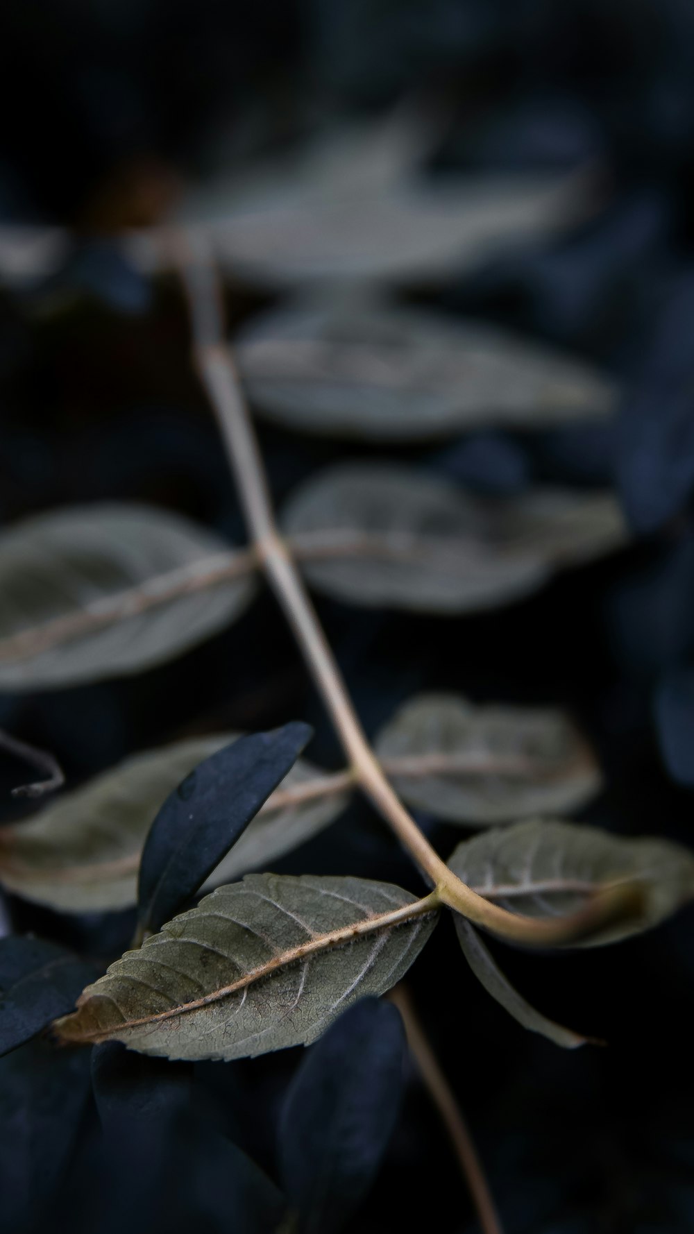 green-leafed plant