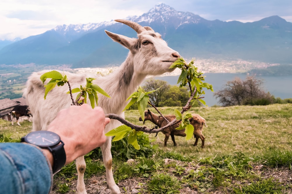 white goat eating leaves
