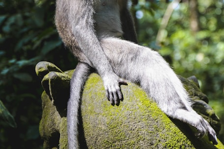 gray and brown monkey sitting on gray stone