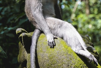 gray and brown monkey sitting on gray stone