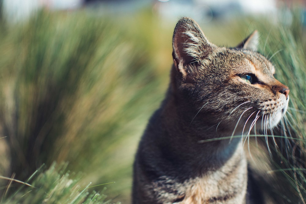 brown tabby cat