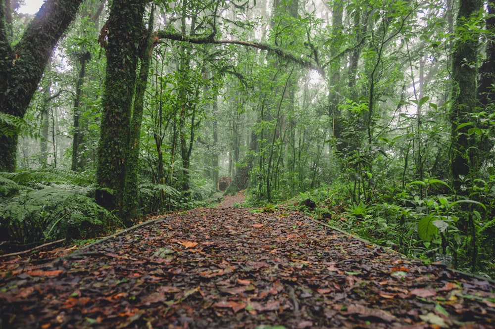 forest pathways photo