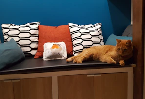 Soft, colorful cat cushions arranged invitingly on a wooden bench