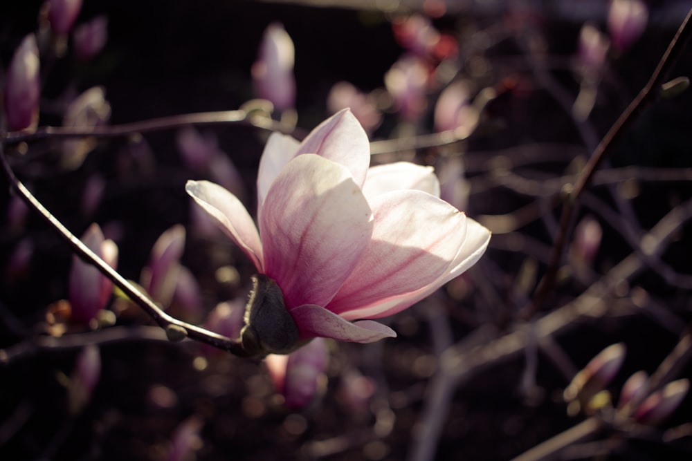 white cherry blossoms