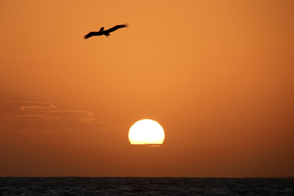 bird near sun