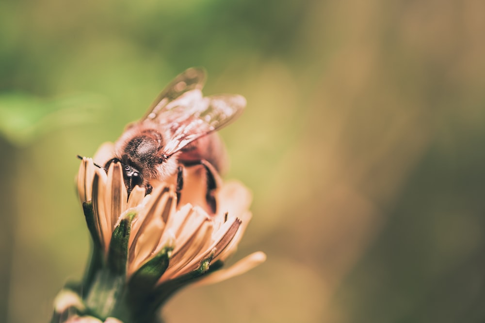 insect on flower