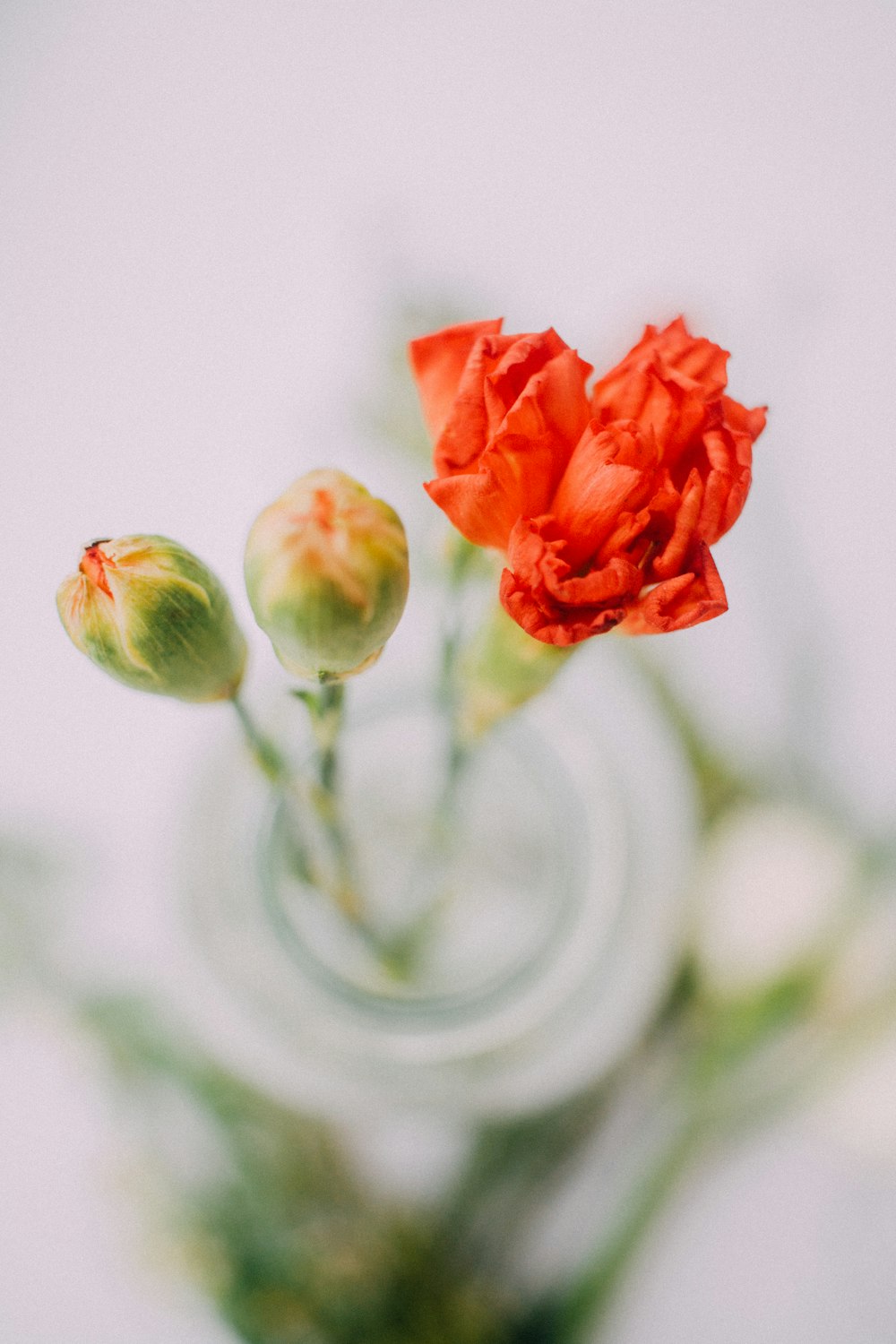 selective focus photography of red-petaled flower