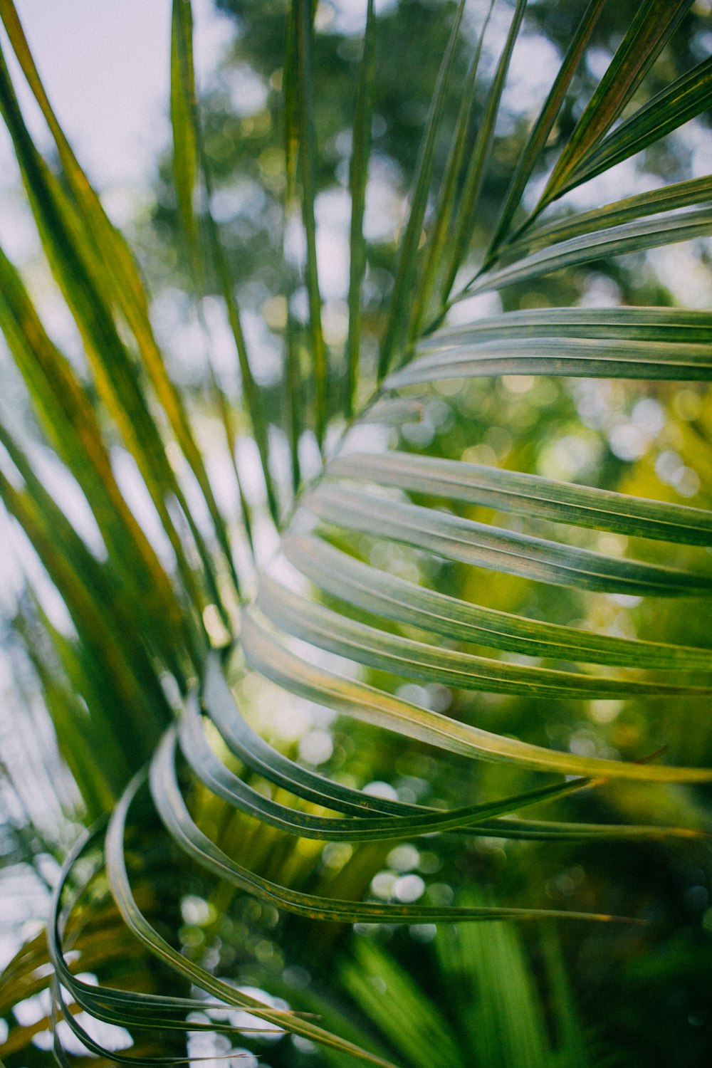 fotografia em close-up da folha verde