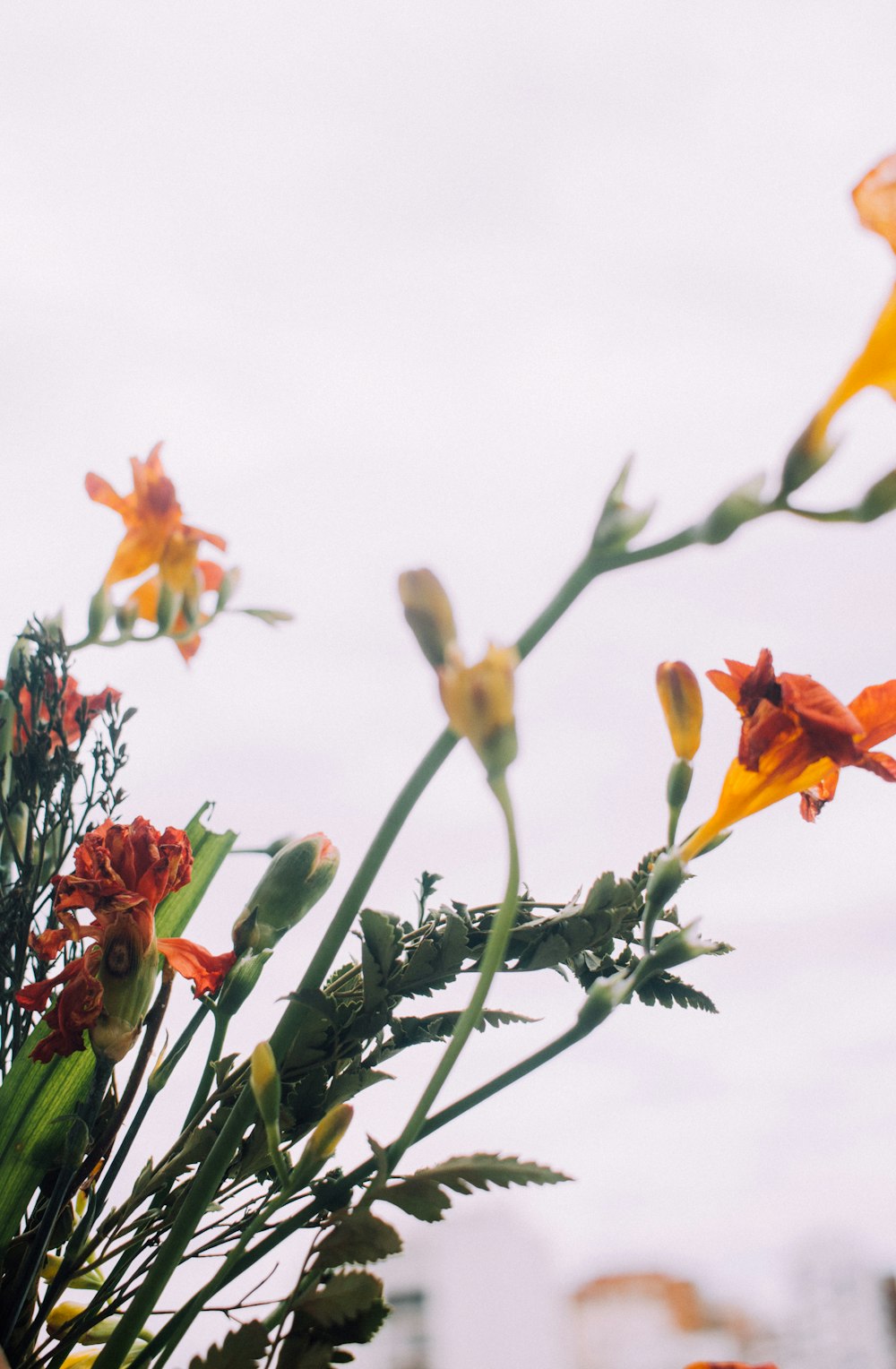 assorted-color of flowers in close-up photograph