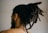 A person with their back turned is visible, showcasing their dreadlocked hair tied up with a blue band. The individual is wearing an earring in one ear, and the overall setting appears to be indoors with a neutral-colored wall in the background.