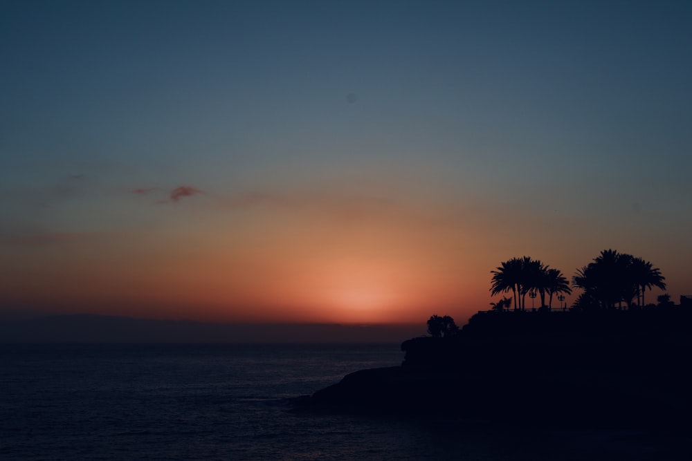 silhouette of trees during golden hour