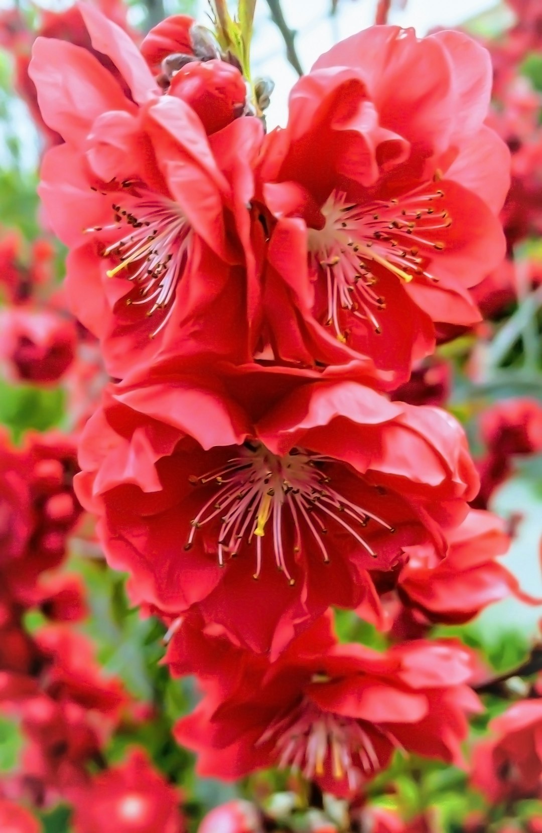 red-petaled flower