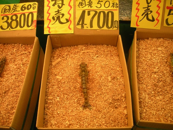 A marketplace display featuring multiple cardboard boxes filled with wood shavings, each containing a live scorpion or similar creature. Each box is accompanied by Japanese signage displaying pricing information.