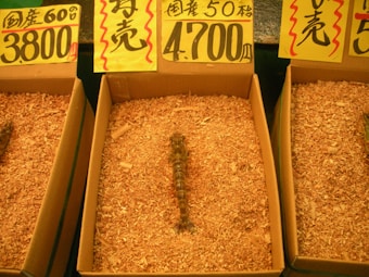 A marketplace display featuring multiple cardboard boxes filled with wood shavings, each containing a live scorpion or similar creature. Each box is accompanied by Japanese signage displaying pricing information.
