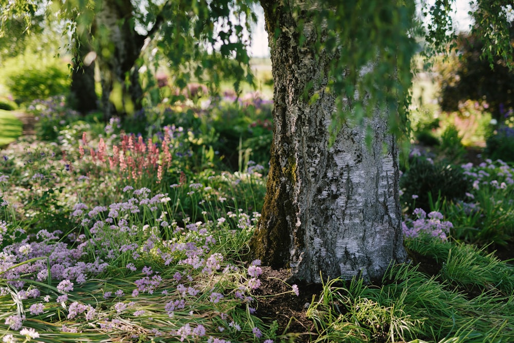 flores de pétalos rosados debajo de un árbol verde