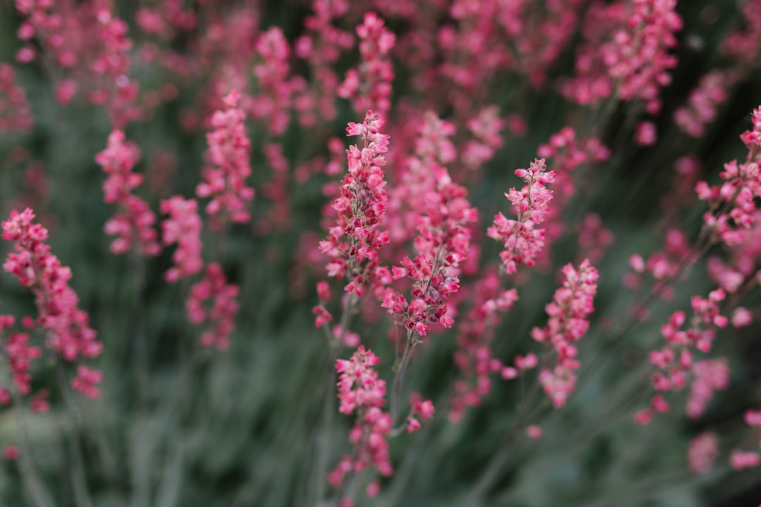 bed of pink encrusted flowers