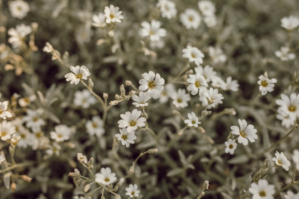 a bunch of small white flowers in a field