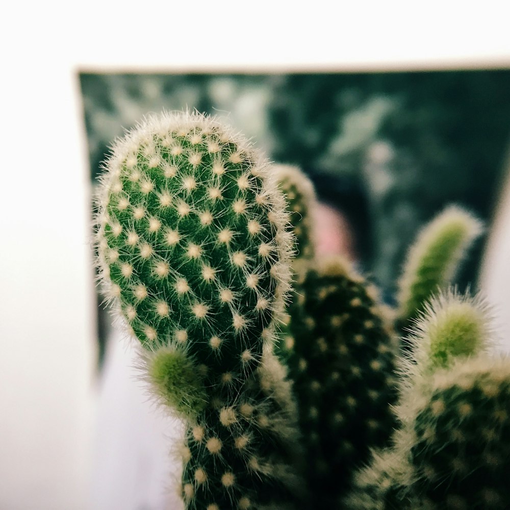 selective focus photography of green cactus plants