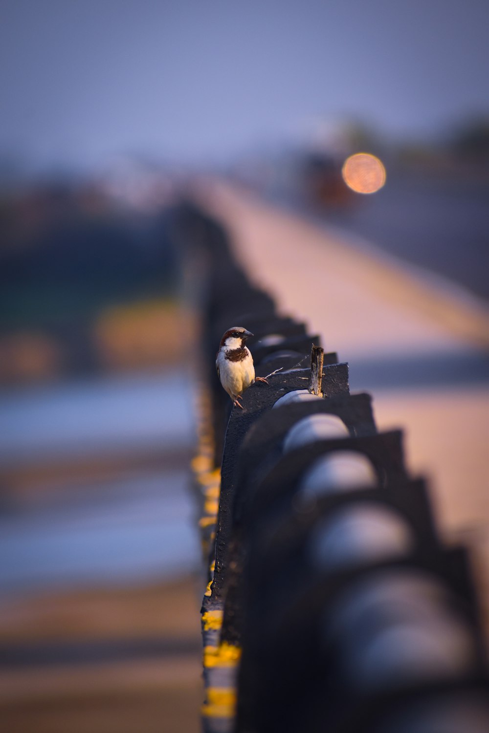 a small bird sitting on a rail next to a road