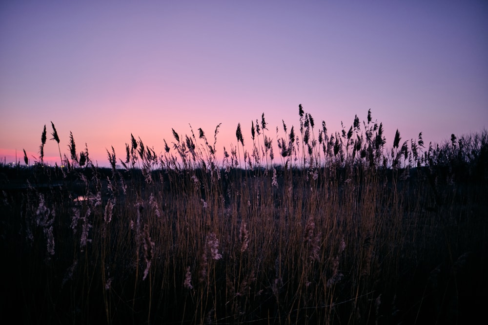 flower field