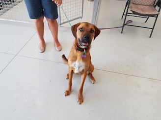 A brown dog with a white patch on its chest sits on a light-colored floor. The dog has a leash attached to its collar and looks attentively towards the viewer. A person in denim shorts and beige shoes holds the leash, and there is a metal fence and a folding chair in the background.