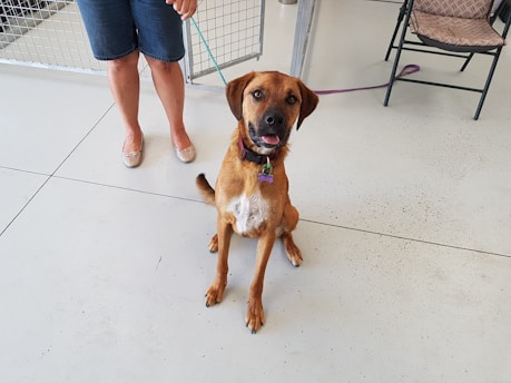 A brown dog with a white patch on its chest sits on a light-colored floor. The dog has a leash attached to its collar and looks attentively towards the viewer. A person in denim shorts and beige shoes holds the leash, and there is a metal fence and a folding chair in the background.