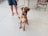 A brown dog with a white patch on its chest sits on a light-colored floor. The dog has a leash attached to its collar and looks attentively towards the viewer. A person in denim shorts and beige shoes holds the leash, and there is a metal fence and a folding chair in the background.