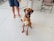 A brown dog with a white patch on its chest sits on a light-colored floor. The dog has a leash attached to its collar and looks attentively towards the viewer. A person in denim shorts and beige shoes holds the leash, and there is a metal fence and a folding chair in the background.