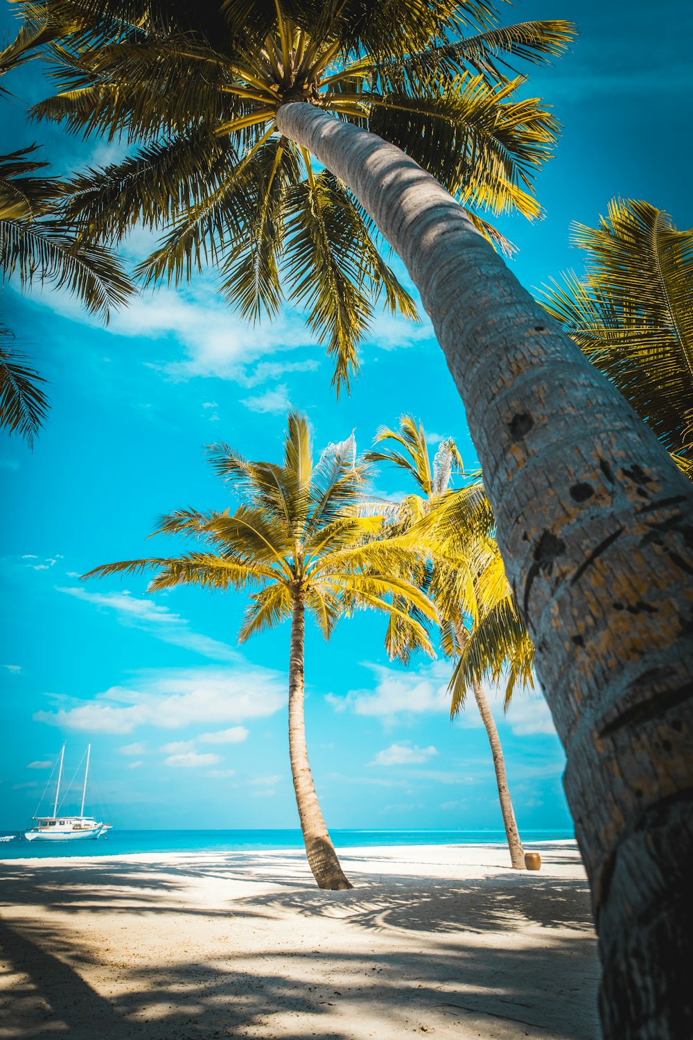 palm trees at the shore near boat during day